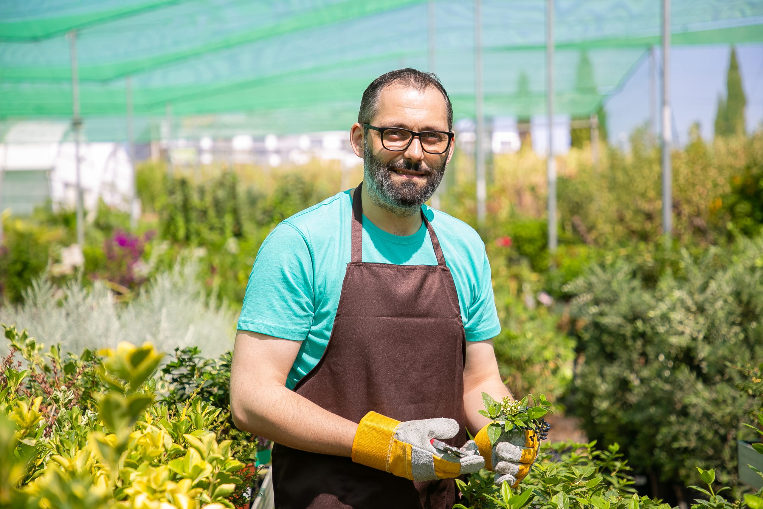 floreria macho positivo de pie entre filas con plantas en macetas en invernadero cortando arbustos sosteniendo brotes